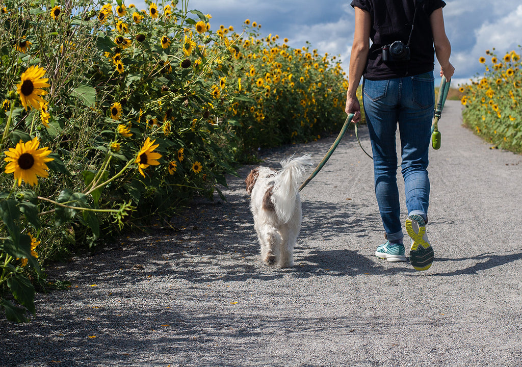 walking dog through sunflowers