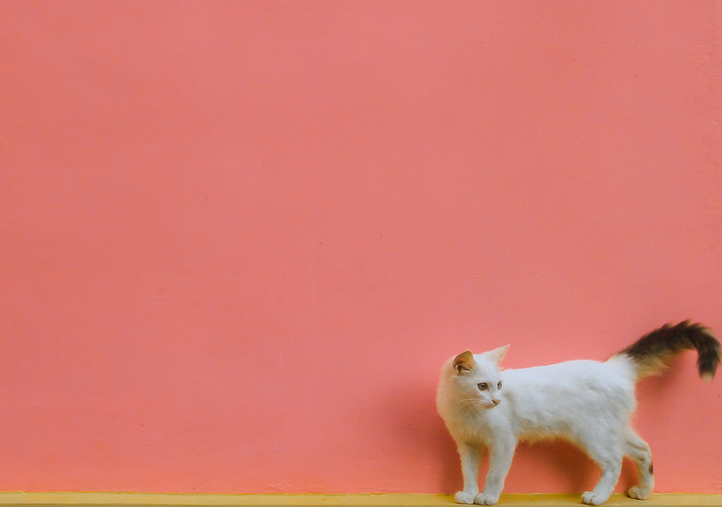 cat against pink wall