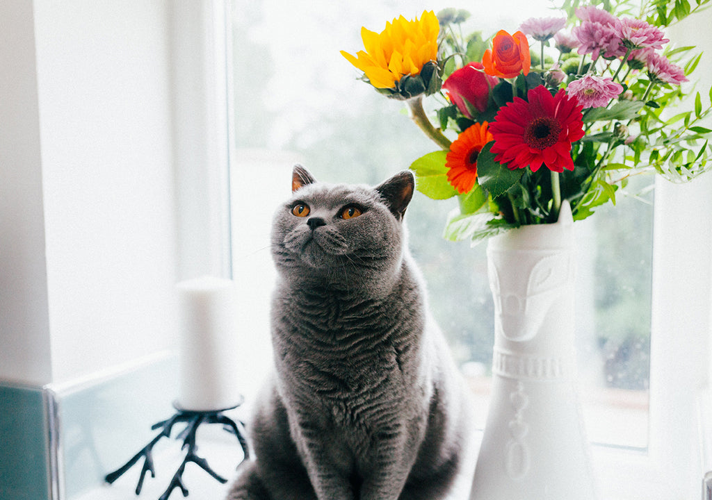 Cat in front of window with bright flowers