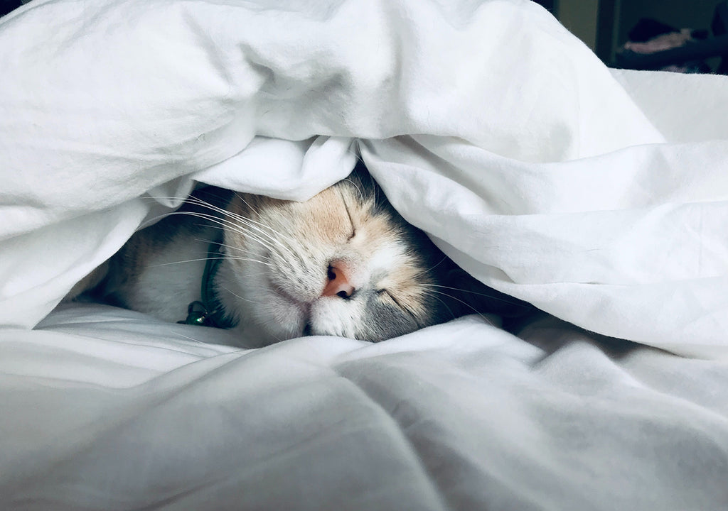 cat napping in white blankets