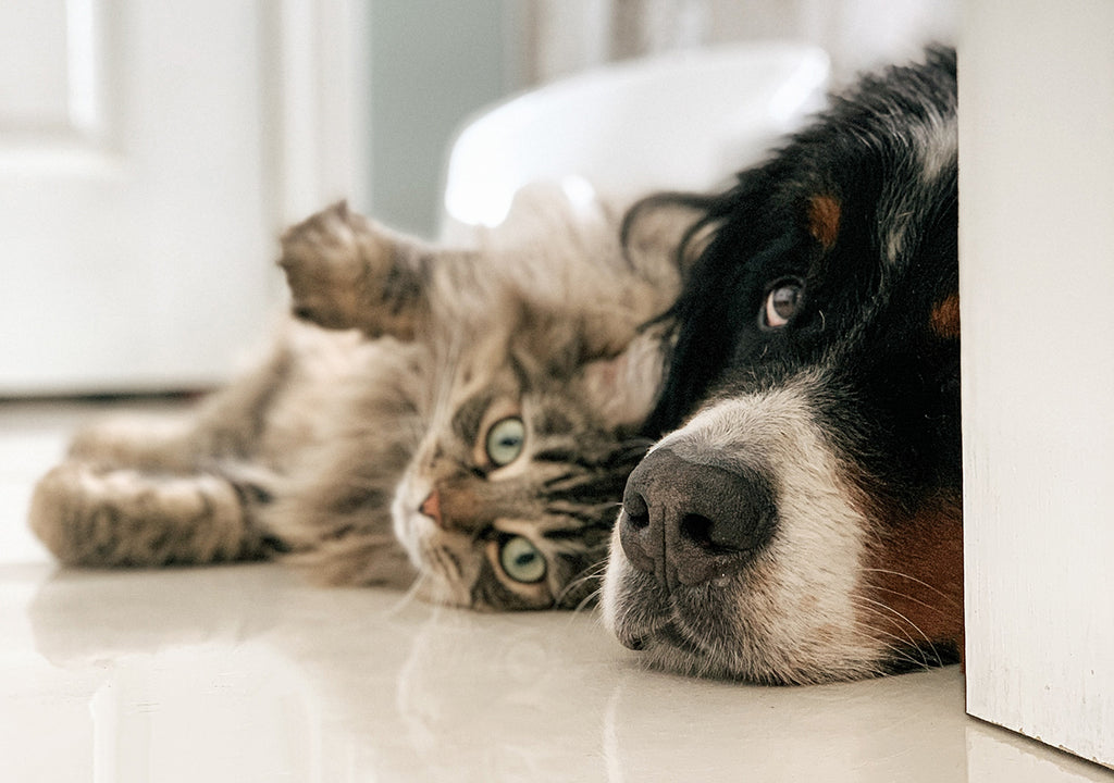 Dog and cat on floor