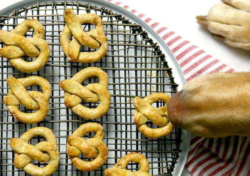 Dog eating pretzel biscuit