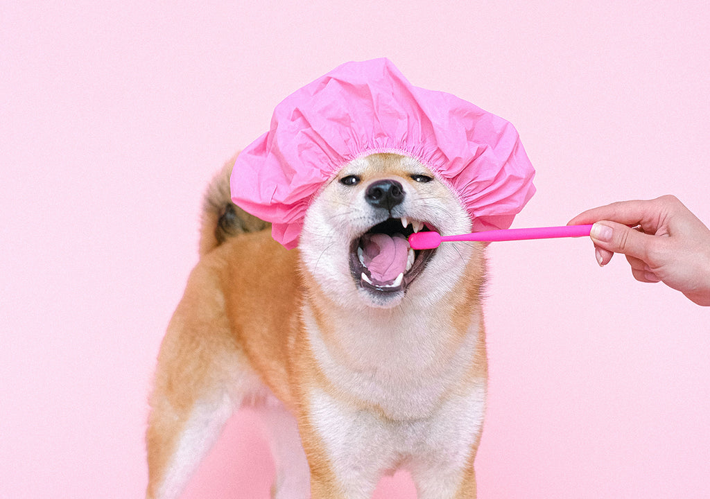 cute dog brushing teeth with pink shower cap on