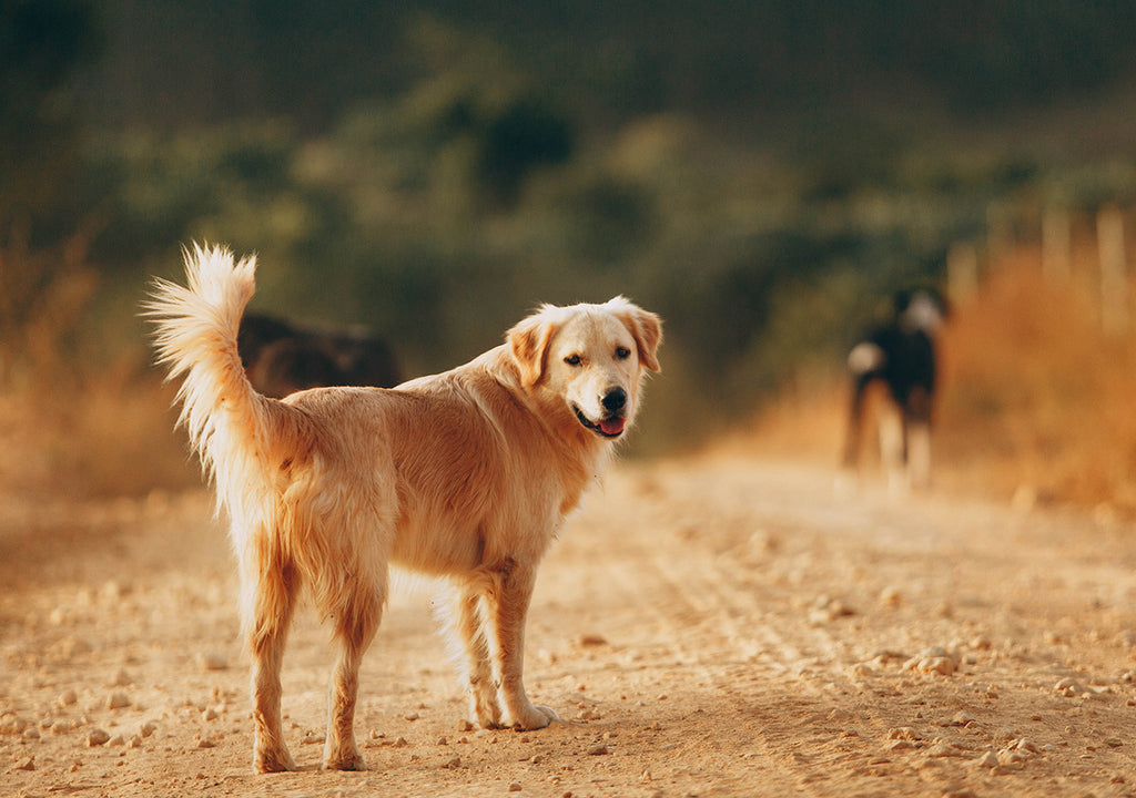 dog outside on gravel road