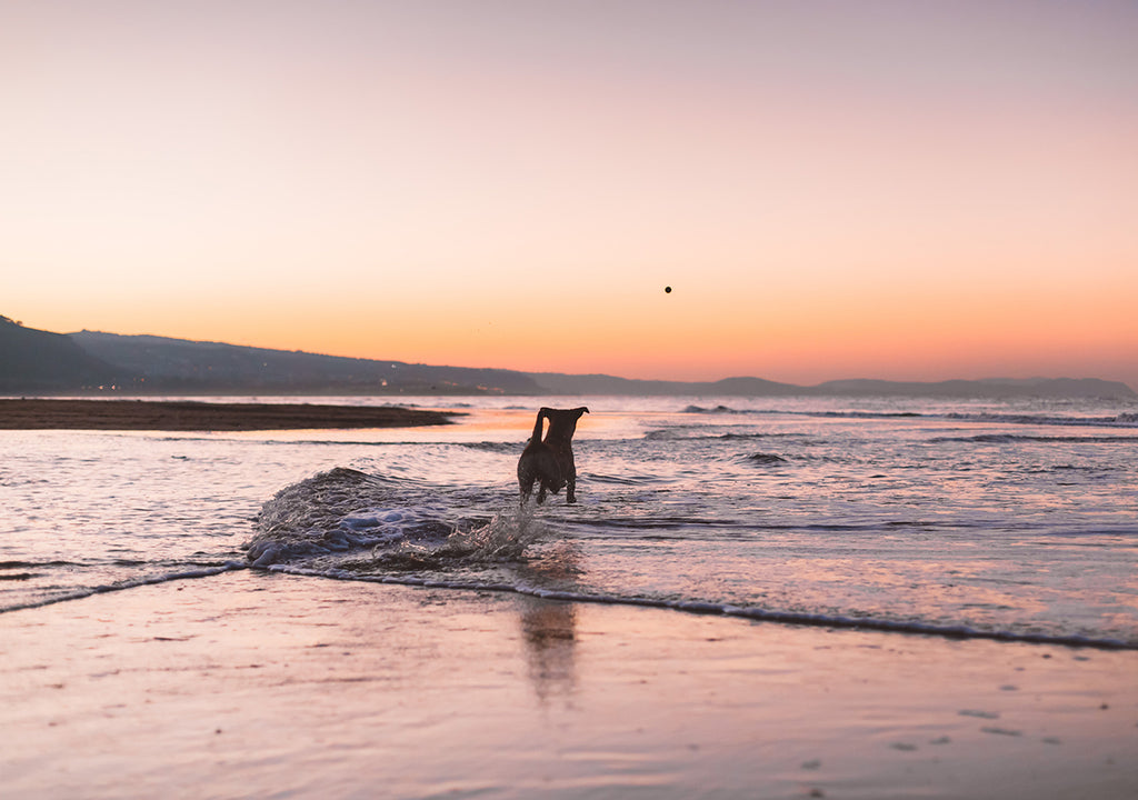 Dog running on beach at sunset
