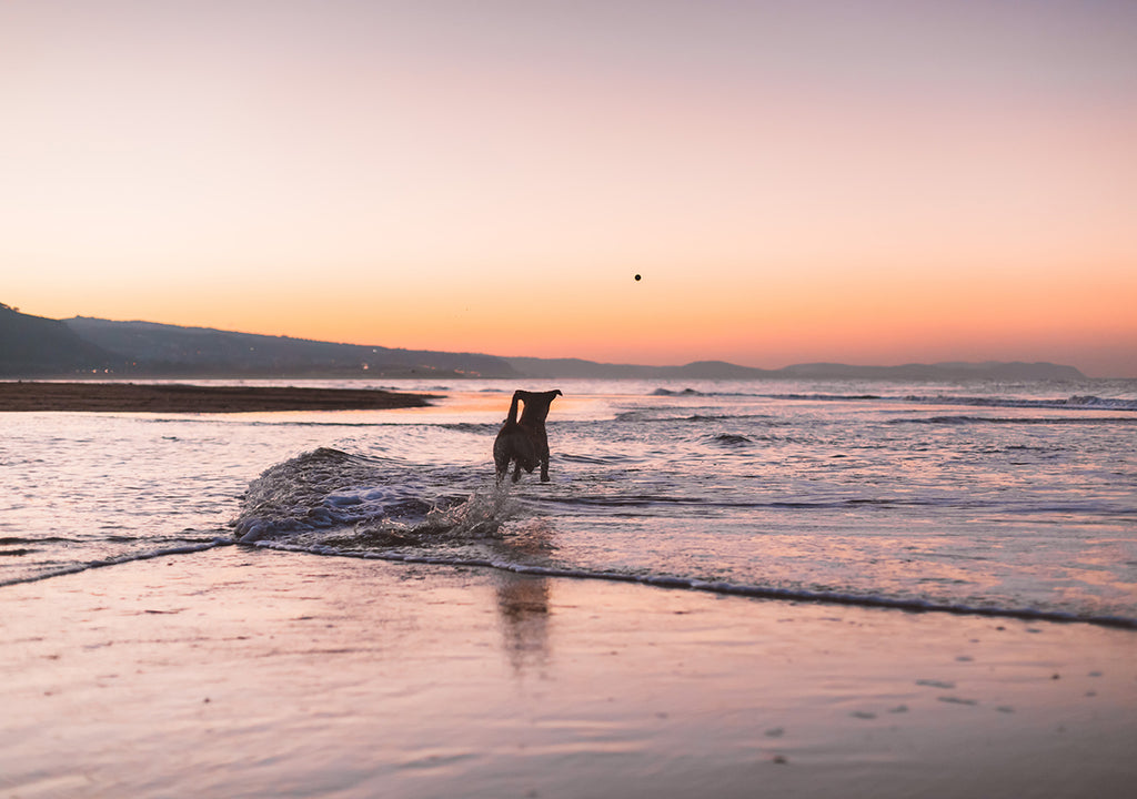 dog running on beach at sunset