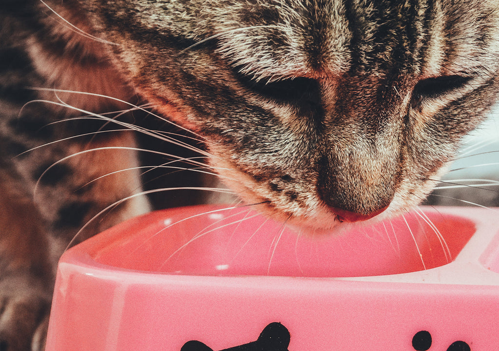 cat drinking out of pink water bowl