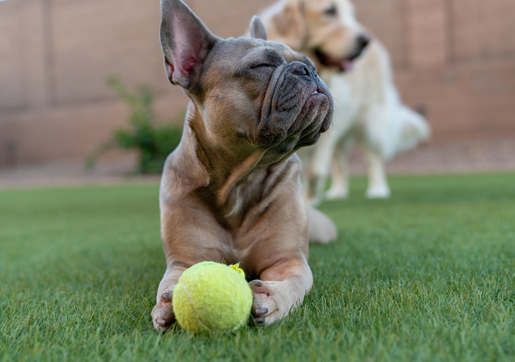 Dog outside on green grass with ball