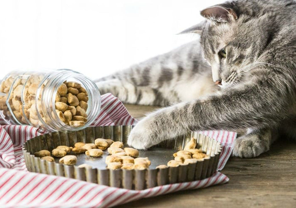 Cat putting paw on treats