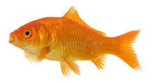 Load image into Gallery viewer, Gum-Tea, Gold Fish Brown Pellet Fish Food - 1 Kg
