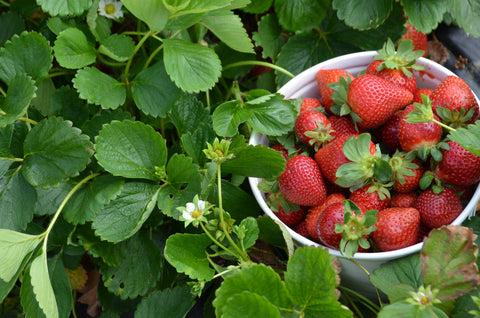 Strawberry Farm in California