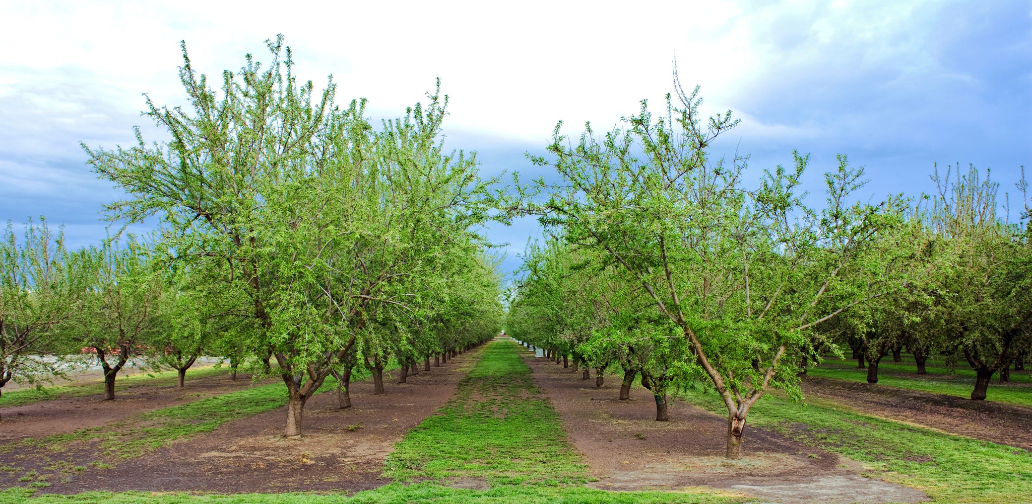 BellaViva California Almond Orchard