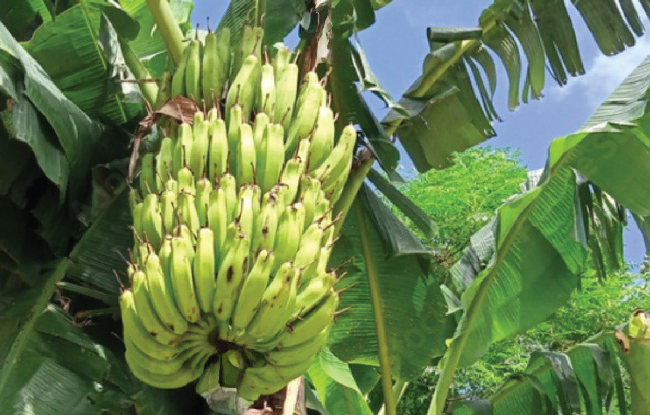 Organic Bananas Bundle