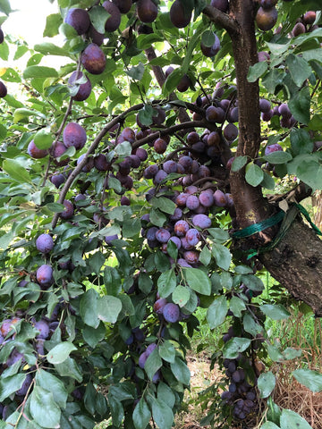 Bella Viva's Family Grown Organic Plums (Prunes) in California