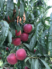 Bella Viva's Certified Organic White Nectarines