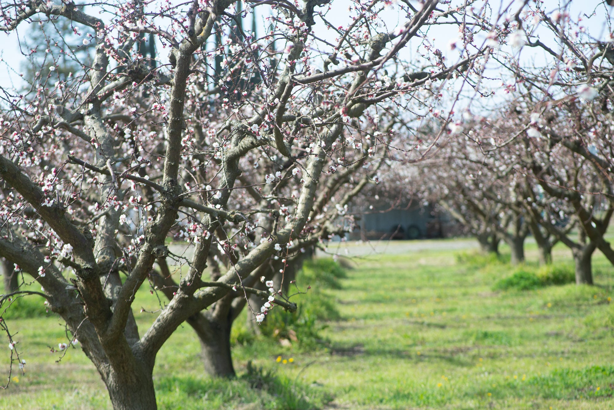 Bella Viva Organic Apricot Orchard
