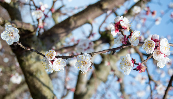 Organic Apricot Orchard at Bella Viva