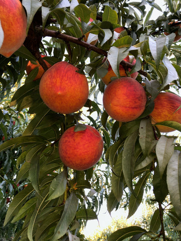 Bella Viva's Estate Organic Peach Orchard in California