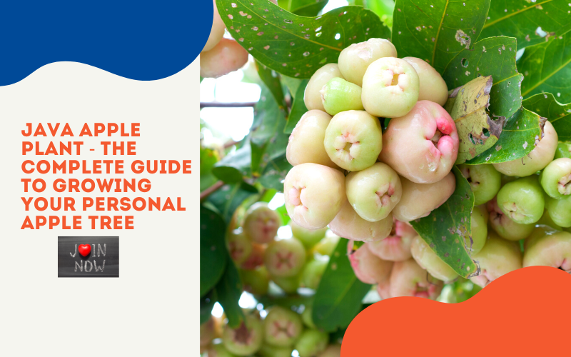 Java Apple Plant - The Complete Guide to Growing Your Personal Apple Tree