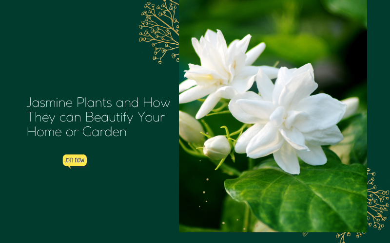 Image of Blog post about best jasmine fertilizer