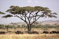 Acacia Trees