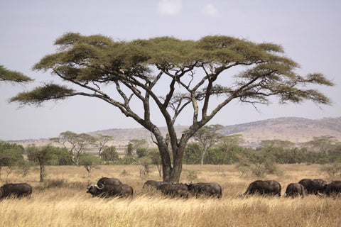 Acacia Trees