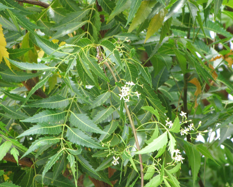 Azadirachta indica