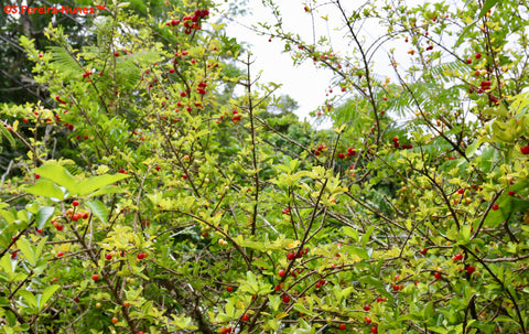 बारबाडोस चेरी का पेड़