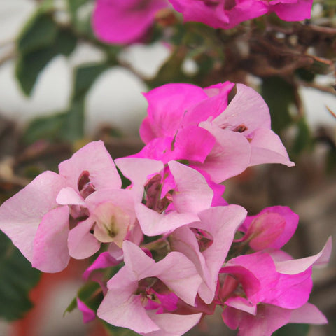 bougainvillea