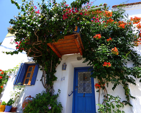 bougainvillea