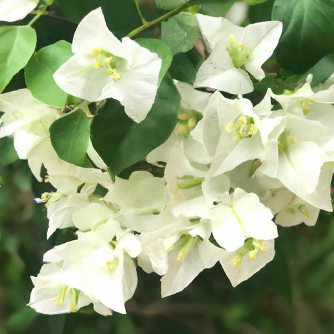 Bougainvillea Plant buy online