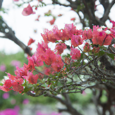 Bougainvillea Plant price in India