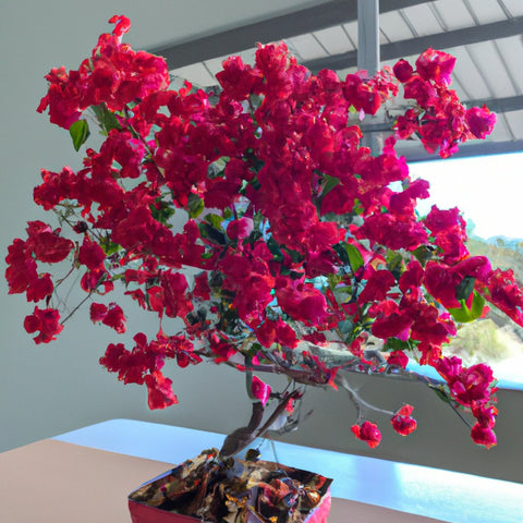 Bougainvillea plant for sale near me