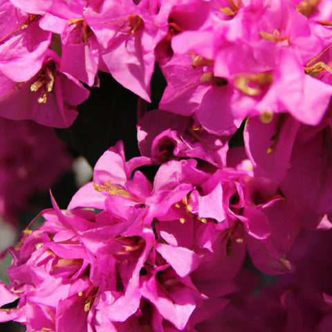 Bougainvillea మొక్క ఆన్లైన్