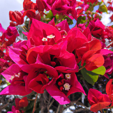 Bougainvillea plant scientific Name