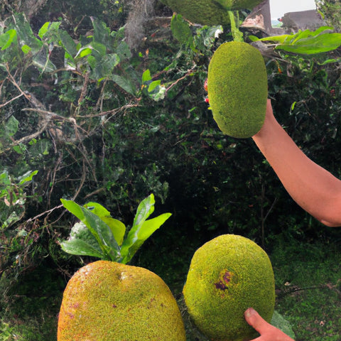 Breadfruit price in India