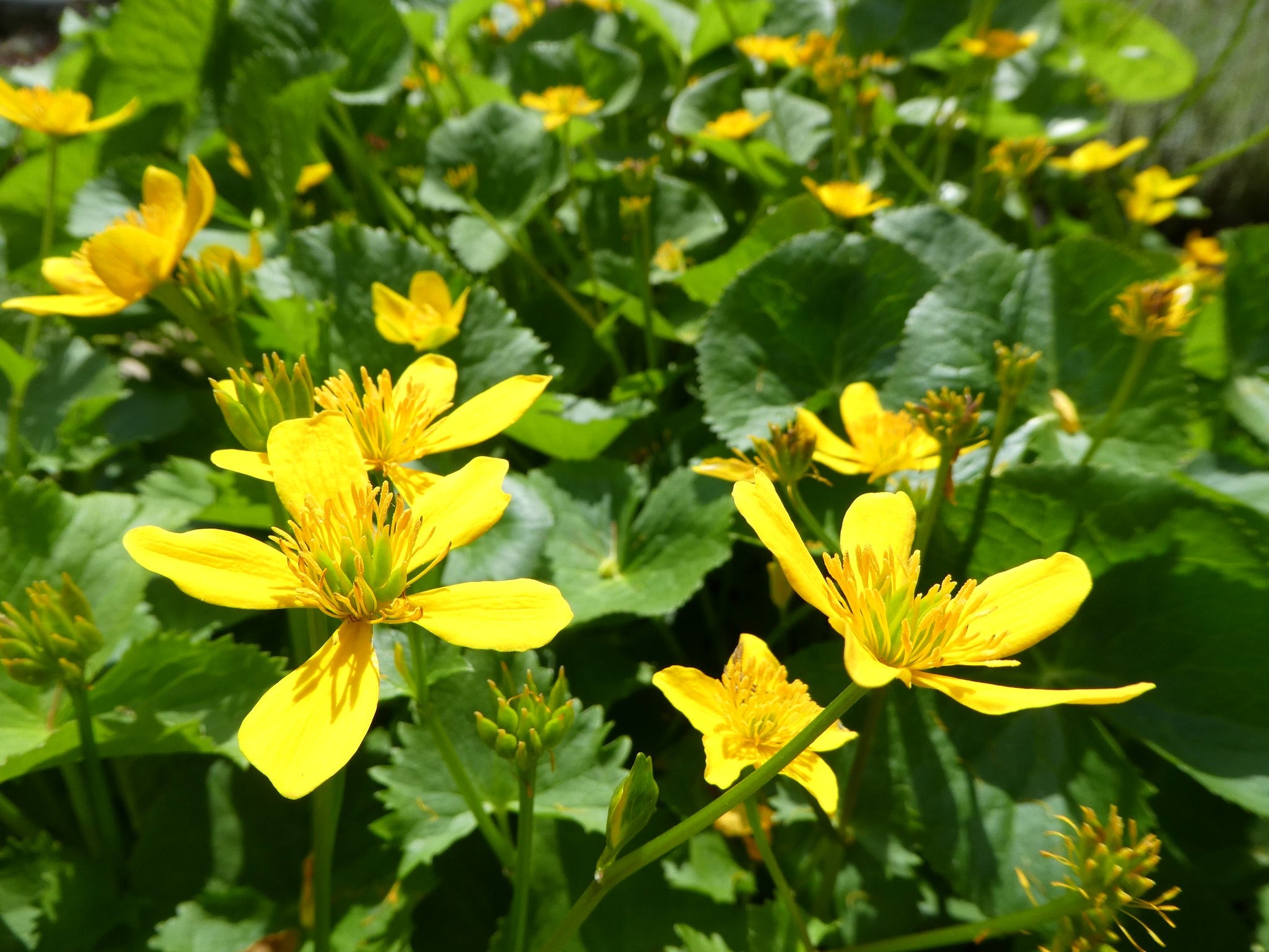 Caltha palustris