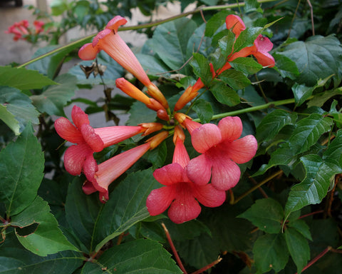 Campsis radicans