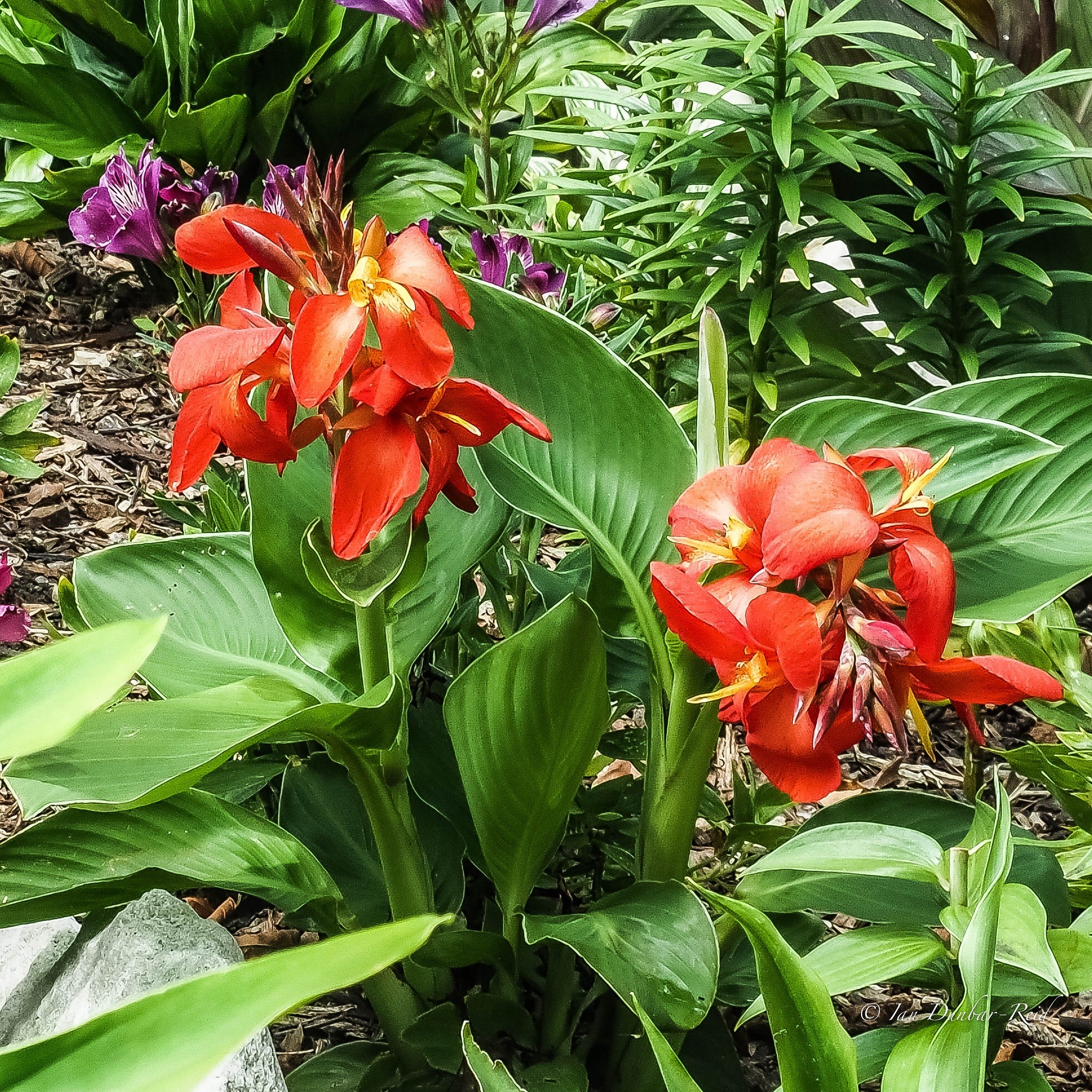 Canna Lily