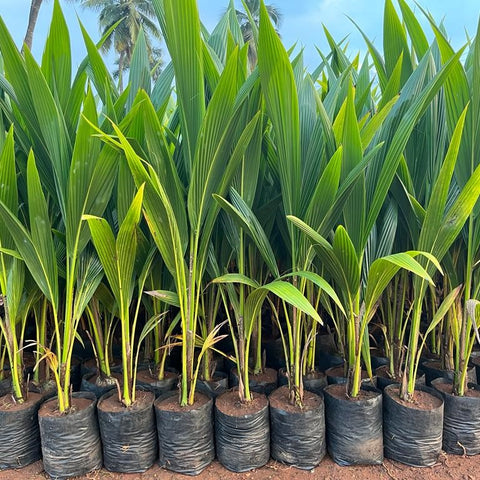 A Brief Introduction to the Chennangi Coconut Plant — Kadiyam Nursery