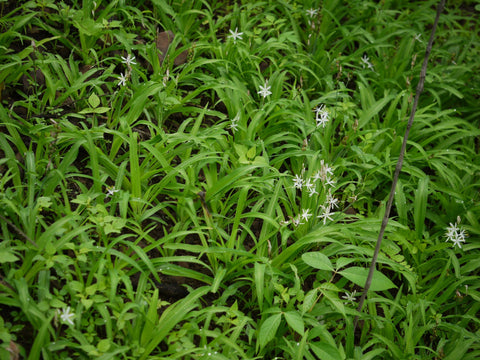 Chlorophytum borivilianum