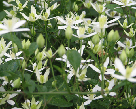 Clematis terniflora