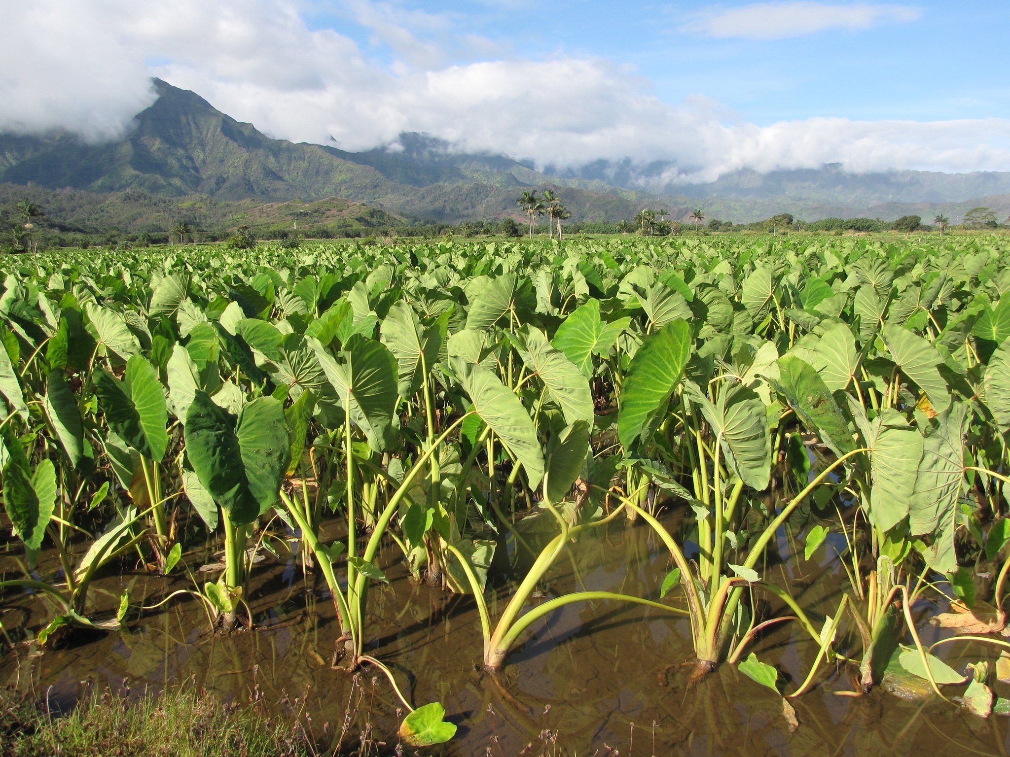 Colocasia esculenta