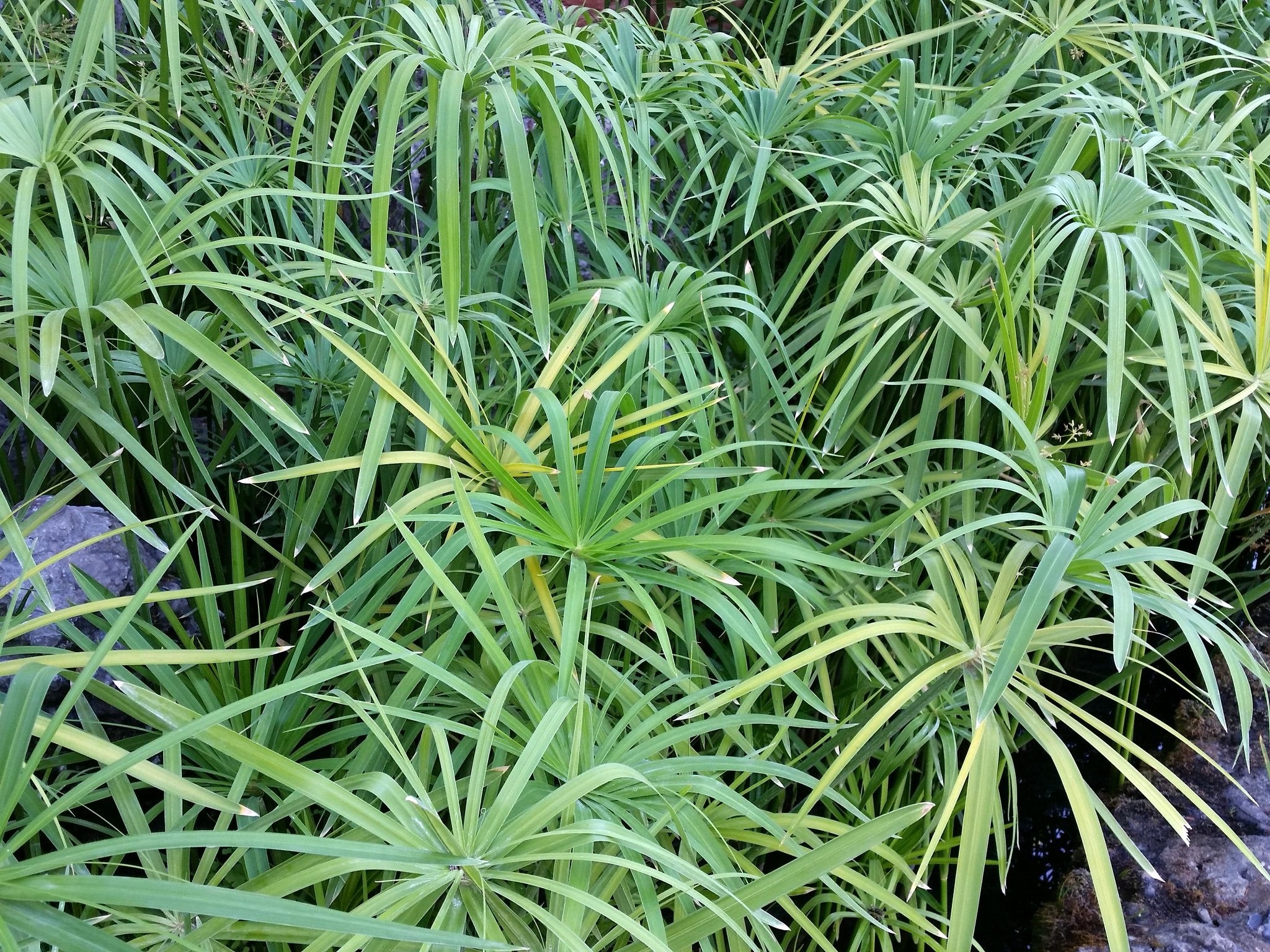 Cyperus papyrus