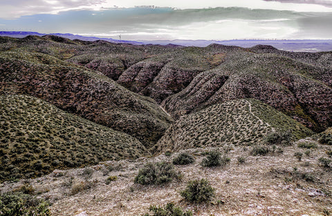 Desert Thyme