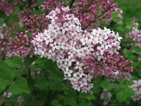 Dwarf Lilac