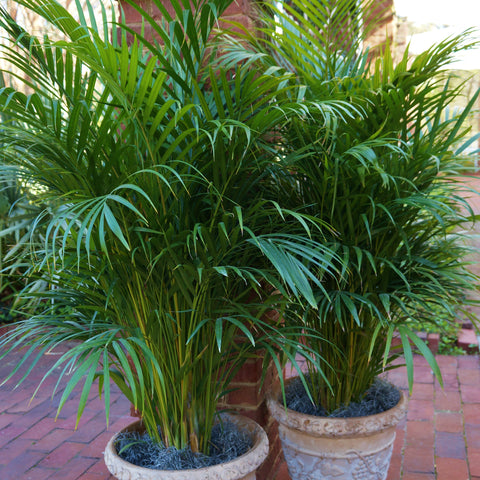 Dypsis lutescens