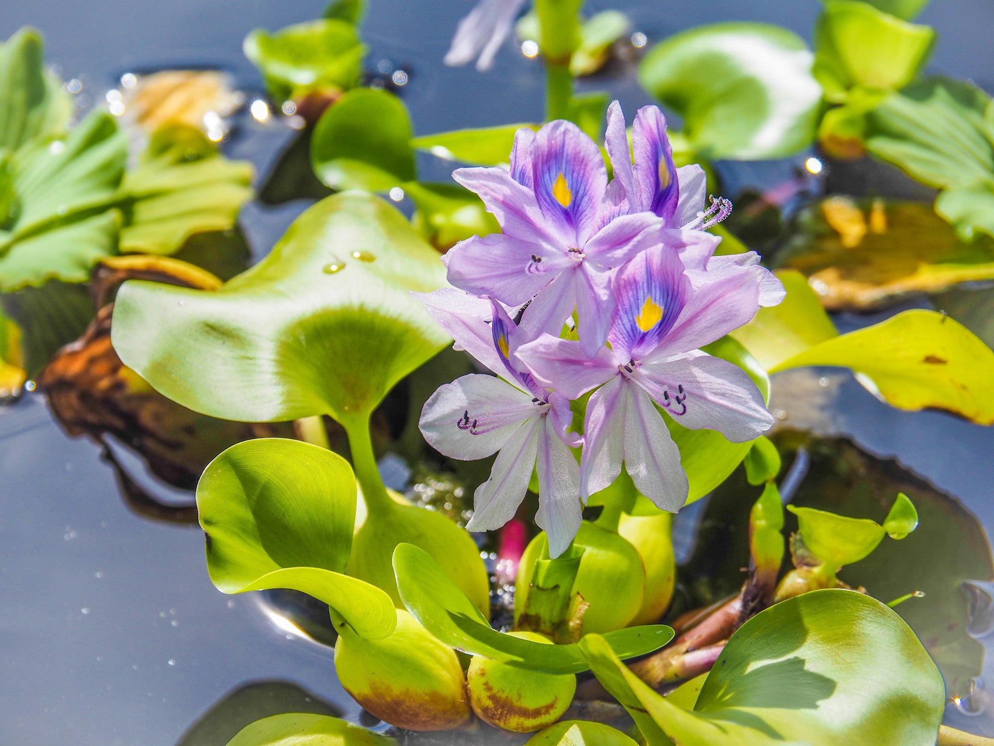 Eichhornia crassipes