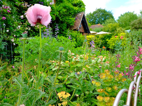 English Cottage Garden with Blooming Flowers