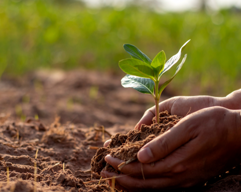 Enriching Your Soil